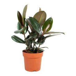Ficus Elastica Abidjan - Burgundy Rubber Plant 35 Ficus Elastica Abidjan - Burgundy Rubber Plant -Indoor Plants Ficus elastica Abidjan Rubber Plant Medium