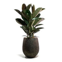 Opus Hit Darcy Planter - Gold 34 Opus Hit Darcy Planter - Gold -Indoor Plants Ficus elastica Abidjan Rubber Plant Opus Hit Darcy Planter Gold