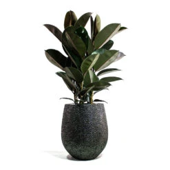 Opus Hit Darcy Planter - Silver -Indoor Plants Ficus elastica Abidjan Rubber Plant Opus Hit Darcy Planter Silver