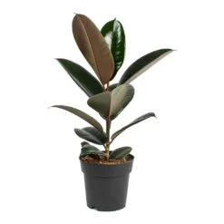 Ficus Elastica Abidjan - Burgundy Rubber Plant 24 Ficus Elastica Abidjan - Burgundy Rubber Plant -Indoor Plants Ficus elastica Abidjan Rubber Plant Small