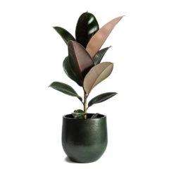 Ficus Elastica Abidjan - Burgundy Rubber Plant 25 Ficus Elastica Abidjan - Burgundy Rubber Plant -Indoor Plants Ficus elastica Abidjan Rubber Plant Zembla Plant Pot c67bf52f 51a2 4e75 9feb ae8f8f8ec552