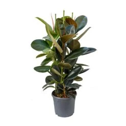 Ficus Elastica Abidjan - Burgundy Rubber Plant 31 Ficus Elastica Abidjan - Burgundy Rubber Plant -Indoor Plants Ficus elastica Abidjan Rubber Plant 89c4167c eb3c 496f 9722 2997d69419b1