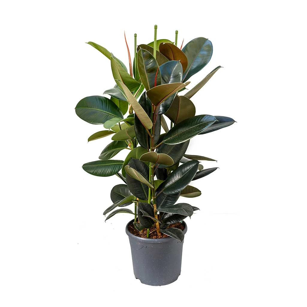 Ficus Elastica Abidjan - Burgundy Rubber Plant 12 Ficus Elastica Abidjan - Burgundy Rubber Plant - Image 12
