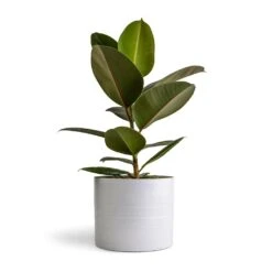Hadleigh Plant Pot - White -Indoor Plants Ficus elastica Melany Rubber Plant 14x45cm Hadleigh Plant Pot White 20x17.5cm
