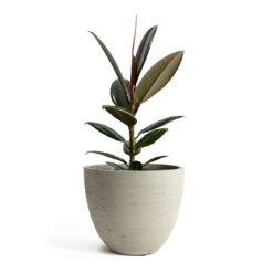 Mini Jesslyn Plant Pot - Grey Washed 14 Mini Jesslyn Plant Pot - Grey Washed -Indoor Plants Ficus elastica Melany Rubber Plant Mini Jesslyn Plant Pot Grey Washed
