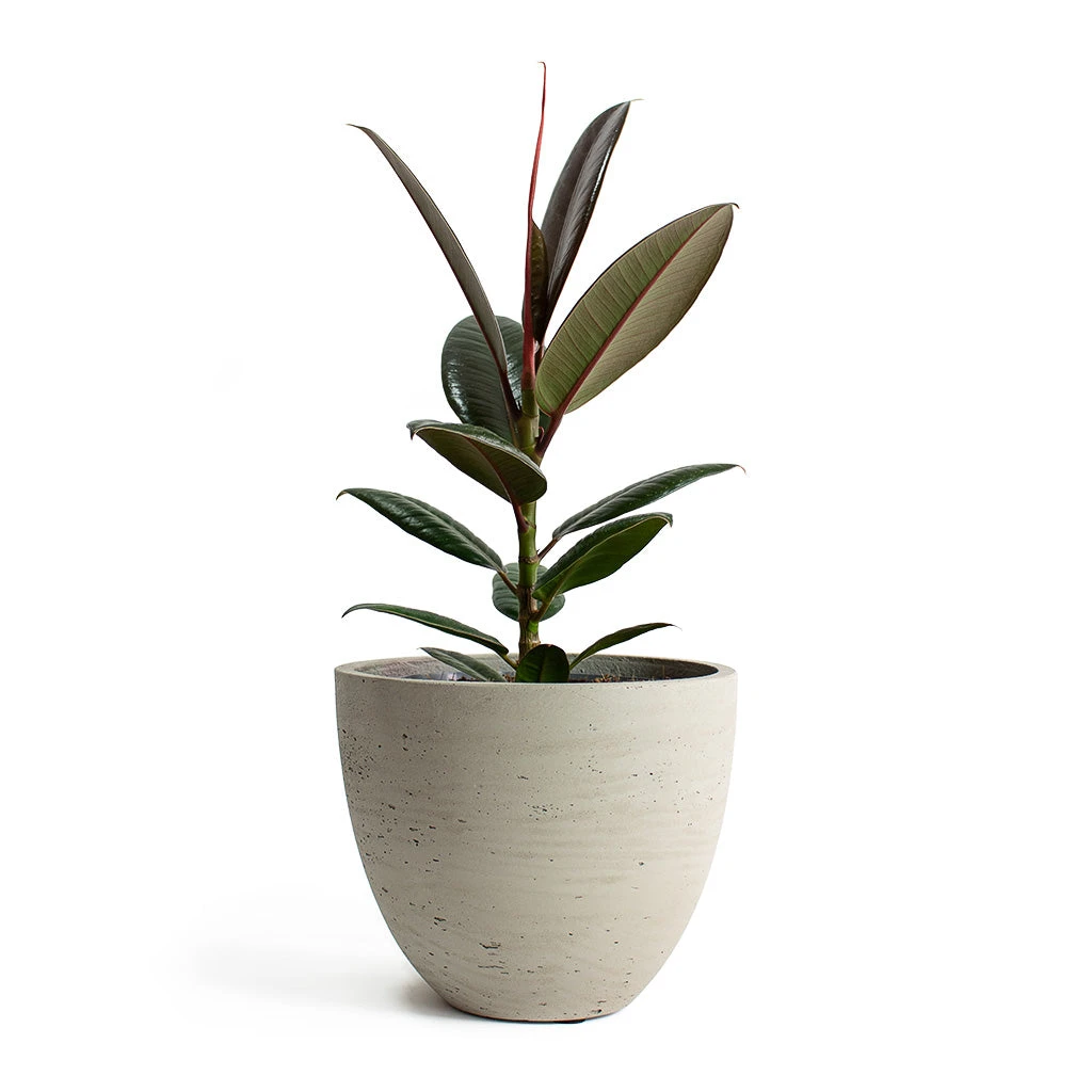 Mini Jesslyn Plant Pot - Grey Washed 7 Mini Jesslyn Plant Pot - Grey Washed - Image 7