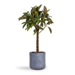 Angle Cylinder Plant Pot - Grey -Indoor Plants Ficus elastica Melany Rubber Plant Multi Stem 21x80cm Angle Cylinder Plant Pot Grey 24x24cm