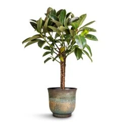 Aico Plant Pot - Shiny Blue -Indoor Plants Ficus elastica Melany Rubber Plant Multi Stem 21x90cm Aico Plant Pot Shiny Blue 28x25cm