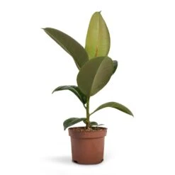 Ficus Elastica Robusta - Rubber Plant -Indoor Plants Ficus elastica Robusta Rubber Plant 12x35cm