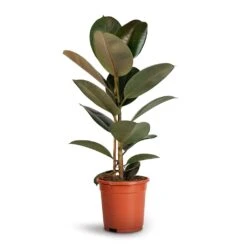 Ficus Elastica Robusta - Rubber Plant -Indoor Plants Ficus elastica Robusta Rubber Plant 17x50cm