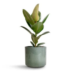 Ficus Elastica Robusta - Rubber Plant -Indoor Plants Ficus elastica Robusta Rubber Plant 17x50cm Remmi Glaze Plant Pot Green 20x20cm 87602c68 0857 46c4 8e26 437391e71d06