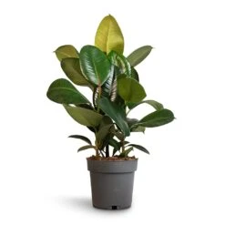 Ficus Elastica Robusta - Rubber Plant -Indoor Plants Ficus elastica Robusta Rubber Plant 19x70cm