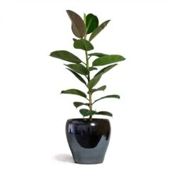 Amora Plant Pot - Anthracite Mirror 12 Amora Plant Pot - Anthracite Mirror -Indoor Plants Ficus elastica Robusta Rubber Plant 21x60cm Amora Plant Pot Anthracite Mirror 32x32cm 2