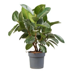 Ficus Elastica Robusta - Rubber Plant -Indoor Plants Ficus elastica Robusta Rubber Plant 21x70cm 2