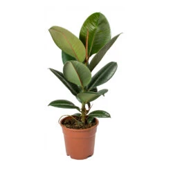 Ficus Elastica Robusta - Rubber Plant -Indoor Plants Ficus elastica Robusta Rubber Plant