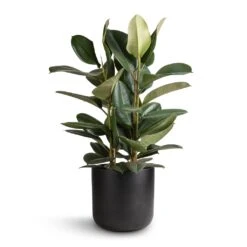 Ficus Elastica Robusta - Rubber Plant