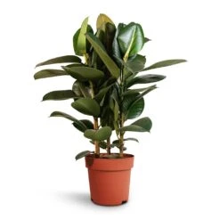 Ficus Elastica Robusta - Rubber Plant -Indoor Plants Ficus elastica Robusta Rubber Plant 24x90cm
