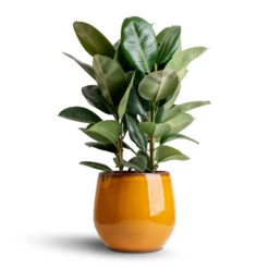 Charlotte Plant Pot - Spiced Ochre 17 Charlotte Plant Pot - Spiced Ochre -Indoor Plants Ficus elastica Robusta Rubber Plant 24x90cm Charlotte Plant Pot Spiced Ochre 33x30cm 83a67d95 e5ae 4b56 a995 46aac223f230
