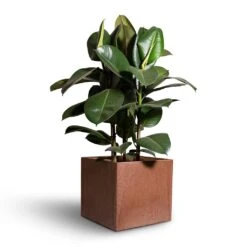 Ficus Elastica Robusta - Rubber Plant -Indoor Plants Ficus elastica Robusta Rubber Plant 24x90cm Maud Artstone Plant Pots Set3 Oak 2