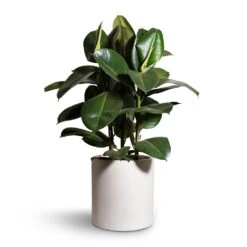Ficus Elastica Robusta - Rubber Plant -Indoor Plants Ficus elastica Robusta Rubber Plant 24x90cm Max Refined Planter Natural White 29x29.5cm 2