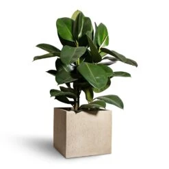 Raindrop Cube Planter - Stone -Indoor Plants Ficus elastica Robusta Rubber Plant 24x90cm Raindrop Cube Planter Stone 30x30x27cm 2 c084050f 2079 4424 81d7 1eaa0e84923c