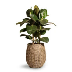 Ficus Elastica Robusta - Rubber Plant -Indoor Plants Ficus elastica Robusta Rubber Plant 24x90cm Siona Wikr Plant Baskets Set3 Natural