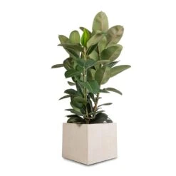 Raindrop Cube Planter - Stone -Indoor Plants Ficus elastica Robusta Rubber Plant 30x110cm Raindrop Cube Planter Stone 40x40x36cm