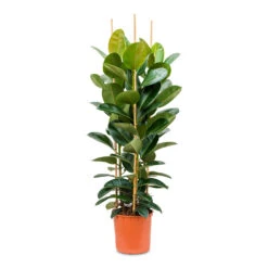 Ficus Elastica Robusta - Rubber Plant -Indoor Plants Ficus elastica Robusta Rubber Plant 35x160cm