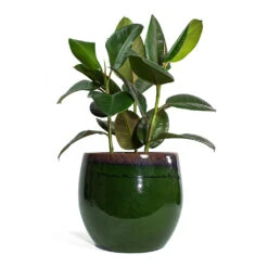 Ficus Elastica Robusta - Rubber Plant -Indoor Plants Ficus elastica Robusta Rubber Plant Charlotte Plant Pot Green