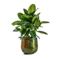 Elisa Metal Plant Pots - Set Of 3 - Vintage Green -Indoor Plants Ficus elastica Robusta Rubber Plant Elisa Metal Plant Pots Set of 3 Vintage Green d2375c07 2ab1 4c49 9146 2e7f8a67d99e
