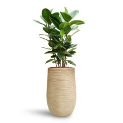 Ficus Elastica Robusta - Rubber Plant - HydroCare -Indoor Plants Ficus elastica Robusta Rubber Plant HydroCare Dune Partner Planter Oat