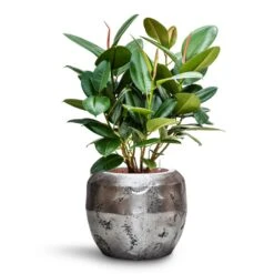 Ficus Elastica Robusta - Rubber Plant - HydroCare -Indoor Plants Ficus elastica Robusta Rubber Plant HydroCare Opus Raw Couple Planter Silver