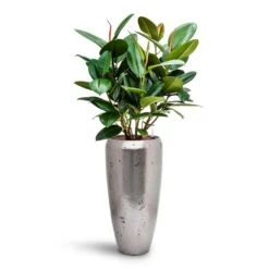 Ficus Elastica Robusta - Rubber Plant - HydroCare -Indoor Plants Ficus elastica Robusta Rubber Plant HydroCare Opus Raw Partner Planter Silver