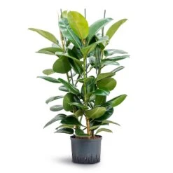 Ficus Elastica Robusta - Rubber Plant - HydroCare -Indoor Plants Ficus elastica Robusta Rubber Plant Hydroculture 25 19x120cm 3stem
