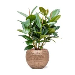 Ficus Elastica Robusta - Rubber Plant - HydroCare -Indoor Plants Ficus elastica Robusta Rubber Plant Hydroculture Opus Hammered Globe Planter Gold