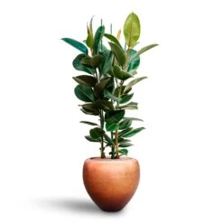 Ficus Elastica Robusta - Rubber Plant - HydroCare -Indoor Plants Ficus elastica Robusta Rubber Plant HydrocultureMetallic Couple Plant Pot Matt Copper