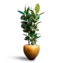 Ficus Elastica Robusta - Rubber Plant - HydroCare -Indoor Plants Ficus elastica Robusta Rubber Plant HydrocultureMetallic Couple Plant Pot Matt Honey
