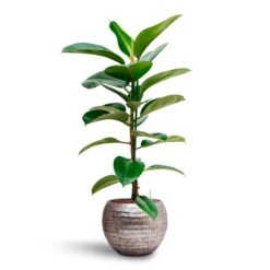 Opus Hammered Globe Planter - Silver -Indoor Plants Ficus elastica Robusta Rubber Plant HydrocultureOpus Hammered Globe Planter Silver af7b7532 9807 46e6 9b87 ba3c6474dcef
