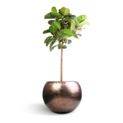 Metallic Globe Plant Pot - Matt Coffee -Indoor Plants Ficus elastica Robusta Rubber Plant Straight Stem 30x120cm Metallic Globe Plant Pot Matt Coffee 50x37cm