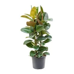 Ficus Elastica Robusta - Rubber Plant -Indoor Plants Ficus elastica Robusta Rubber Plant XLarge