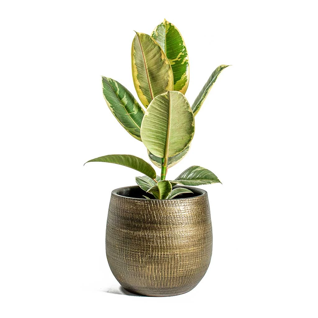 Ryan Plant Pot - Shiny Gold 14 Ryan Plant Pot - Shiny Gold - Image 14