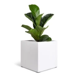 Fleur Essentials Planter - Matt White -Indoor Plants Ficus lyrata Bambino Dwarf Fiddle Leaf Fig 12x35cm 1 stem Fleur Planter Matt White 20x20x20cm