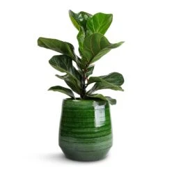 Remi Plant Pot - Green -Indoor Plants Ficus lyrata Bambino Dwarf Fiddle Leaf Fig 12x35cm 1 stem Remi Plant Pot Green 18x19cm 025f0547 1a25 4f86 9643 530da32781af