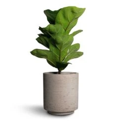 Suzi Plant Pot - Grey Washed -Indoor Plants Ficus lyrata Bambino Dwarf Fiddle Leaf Fig 12x35cm 1stem Suzi Plant Pot Grey Washed 15x16 1