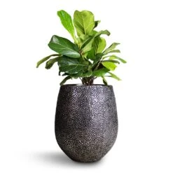 Opus Hit Darcy Planter - Silver -Indoor Plants Ficus lyrata Bambino Dwarf Fiddle Leaf Fig 21x50cm 2stems Opus Hit Darcy Planter Silver 38x42cm 8eff2ae2 dac9 4dcb 9091 c7bf9cd339ef