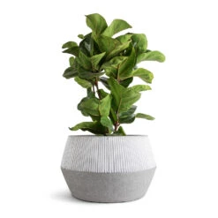 Low Harley Plant Pot - Ridged White Stripe -Indoor Plants Ficus lyrata Bambino Dwarf Fiddle Leaf Fig 21x80cm 3 stems Low Harley Plant Pot Ridged White Stripe 36x22cm