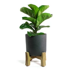 Charlie Plant Pot - Low Stand - Black Washed 9 Charlie Plant Pot - Low Stand - Black Washed -Indoor Plants Ficus lyrata Bambino Dwarf Fiddle Leaf Fig Charlie Plant Pot Low Stand Black Washed