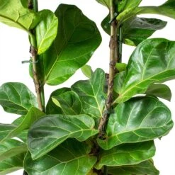 Ficus Lyrata Bambino - HydroCare -Indoor Plants Ficus lyrata Bambino Dwarf Fiddle Leaf Fig Leaves Hydro