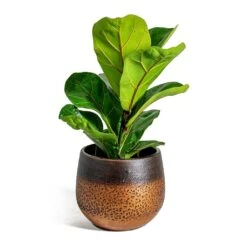 Mya Plant Pot - Shiny Mocha -Indoor Plants Ficus lyrata Bambino Dwarf Fiddle Leaf Fig Mya Plant Pot Shiny Mocha 15cm 89638590 476d 41a9 8678 3e5a64354824