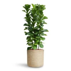 Dune Cylinder Planter - Oat -Indoor Plants Ficus lyrata Bambino HydroCare Dune Cylinder Planter Oat 7f37b7d6 647d 44dd ae2b 6957ad2bb498